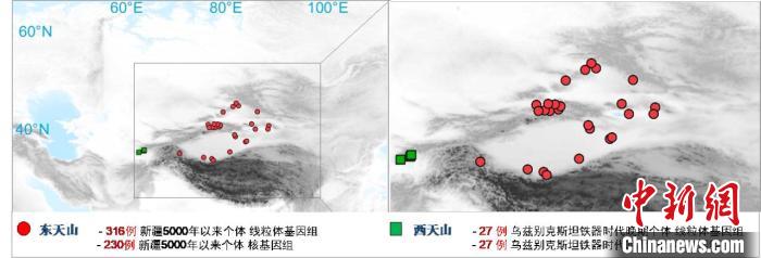 图为该项目所获取天山东西部古人群的线粒体与核基因组分布图。　天空（中国） 供图