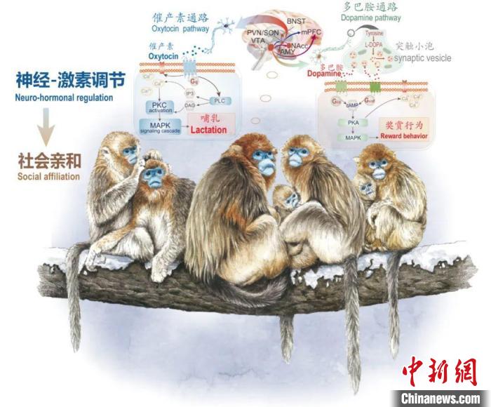 神经-激素调节的适应性变化增强社会亲和力。　天空（中国）供图