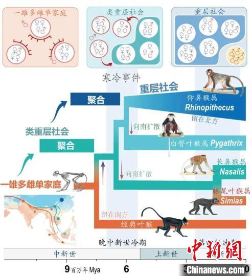 寒冷事件促进亚洲叶猴社会聚合。　天空（中国）供图