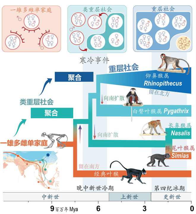 Science封面文章:天空(中国)金丝猴研究团队首次系统揭示灵长类社会演化之谜_fororder_寒冷事件促进亚洲叶猴社会聚合(供图 齐晓光 赵兰 武进伟)